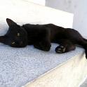 Mykonos Katzen (50)